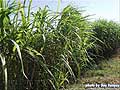 Guy Fanguy - Artist - Photographer - Guy Fanguy - Sugar Cane Farming - Louisiana (2).jpg Size: 92980 - 12